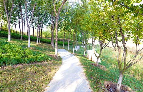 長(zhǎng)沙縣智聯(lián)園林綠化有限公司_長(zhǎng)沙羅漢松|桂花樹價(jià)格|香樟苗木哪家好